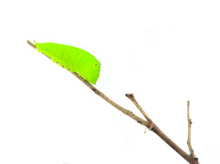 Green wormの写真素材