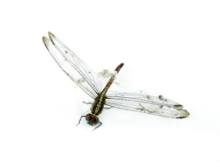dead dragonflyの写真素材