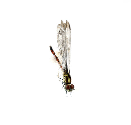 Dragonfly spider silkの写真素材