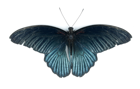 butterflyの写真素材