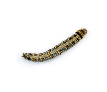 worm