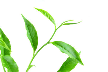 tea green leaves isolated on whiteの写真素材