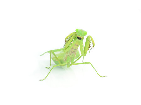 Female European Mantis or Mantis religiosa, isolated on white