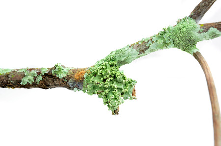 branches moss Isolated on white backgroundの写真素材