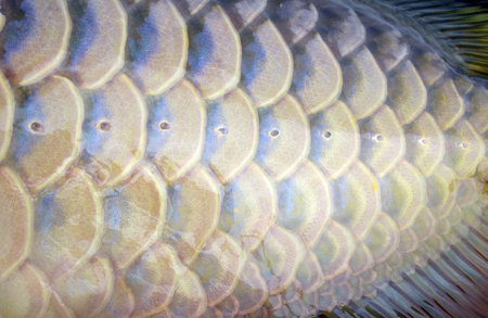 texture goldfish
