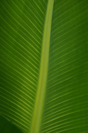Banana leaf close up.