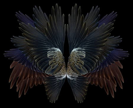 wing Isolated on backgroundの写真素材