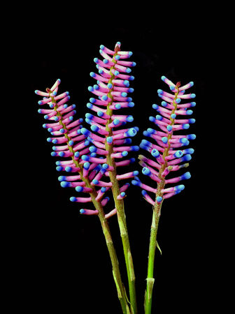 flower Bromeliadの写真素材