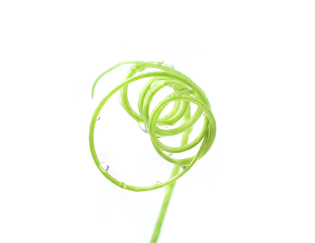 young cucumber tendril on with backgroundの写真素材