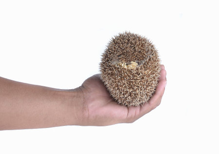 Hedgehogの写真素材