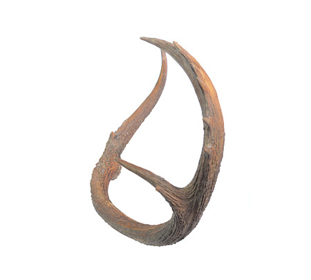 Antler isolated on white backgroundの写真素材