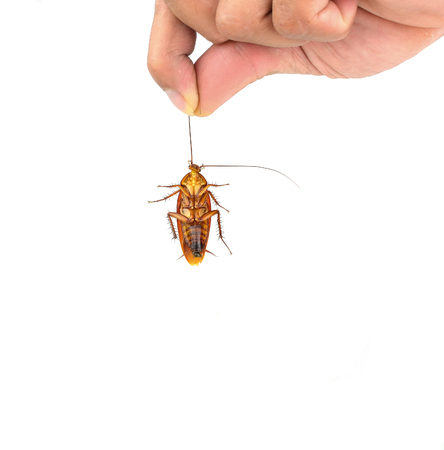 Hand holding brown cockroach over white backgroundの写真素材