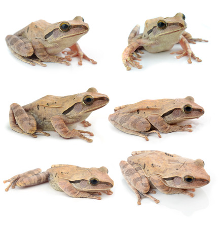 collection frog   on white backgroundの写真素材