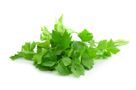 Coriander sprig isolated on whiteの写真素材