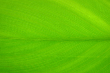 Texture background of backlight fresh green Leaf.の写真素材