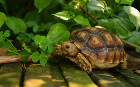turtleの写真素材