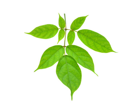 Leaves isolated on white backgroundの写真素材