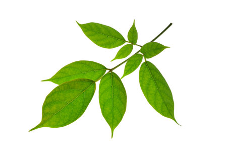 Leaves isolated on white background