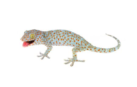 Tokay Geckoの写真素材