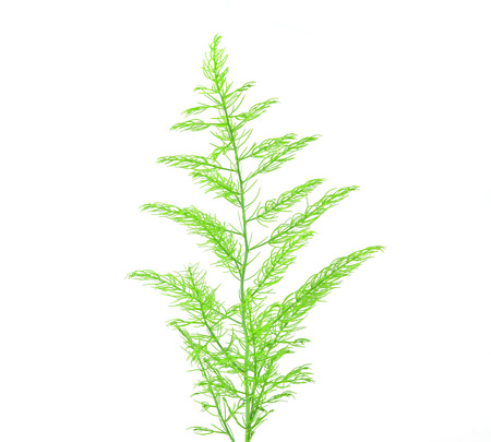 fresh green asparagus fern on white backgroundの写真素材