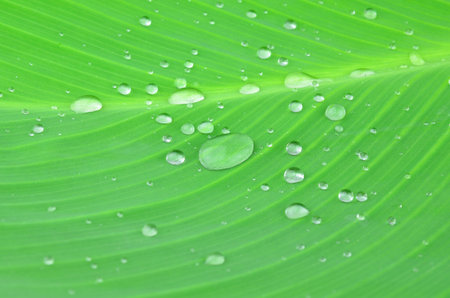 Water on leaf
