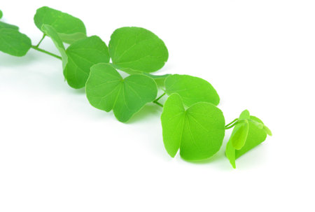 Green leaf isolated background