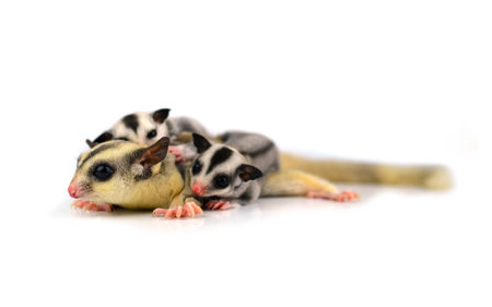 squirrelの写真素材