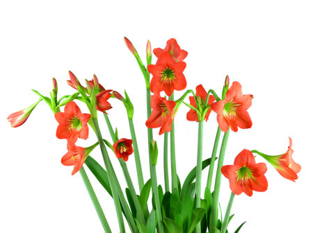 red amaryllis Flower on white background