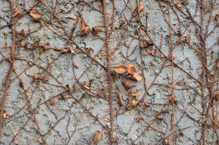 Dry creeper plant on white concrete wallの写真素材