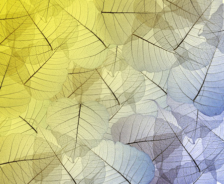 Leaves texture の写真素材