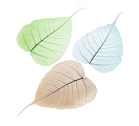 Leaves texture 