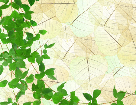 Green leaf ivy plant isolated on white 