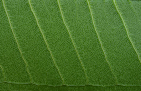 Texture of backlight fresh green Leaf.の写真素材
