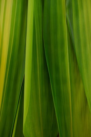 green leaves backgroundの写真素材