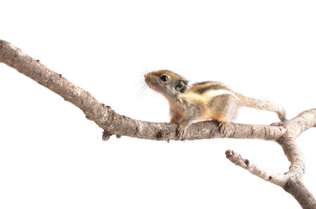 Chipmunk isolated on white backgroundの写真素材