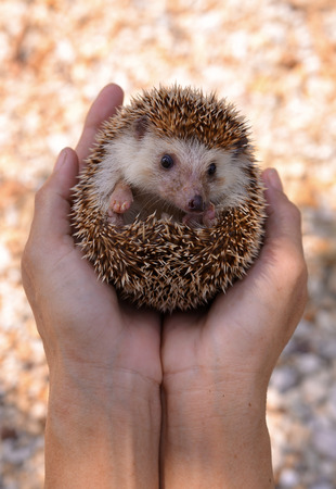 Hedgehogの写真素材