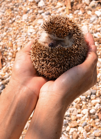 Hedgehogの写真素材