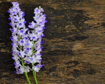 Purple orchids on a wooden floorの写真素材