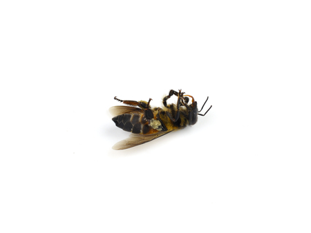 Dead bees isolated on white backgroundの写真素材