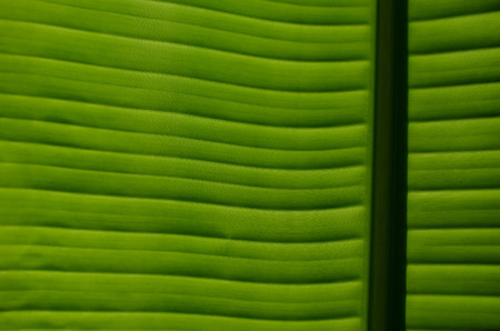 banana Leavesの写真素材