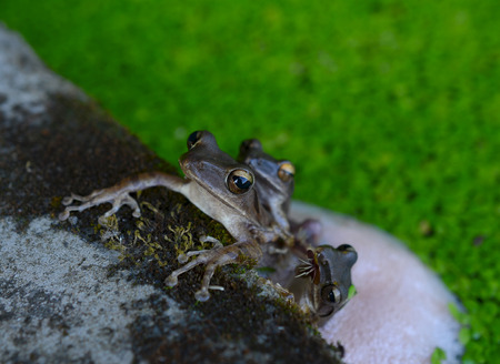 Frog spawnの写真素材
