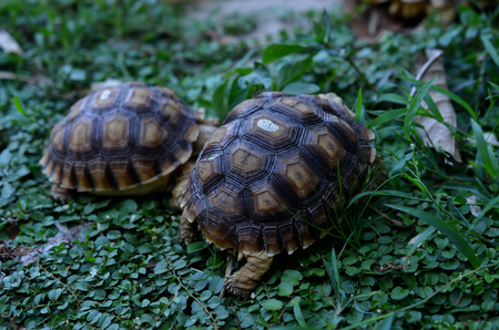 turtleの写真素材