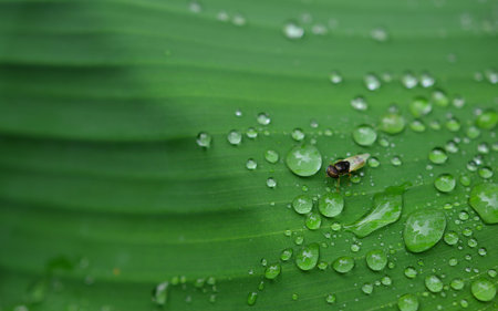 Fly on leaf