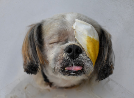 sick dogの写真素材