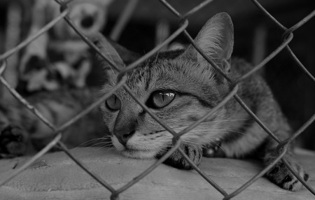 Sad cat in a cageの写真素材
