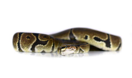 Royal Python, or Ball Python in studio against a white background.の写真素材