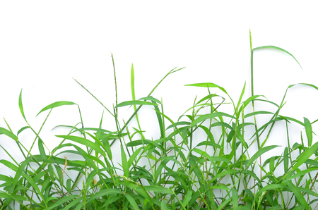 The grass isolated on whiteの写真素材