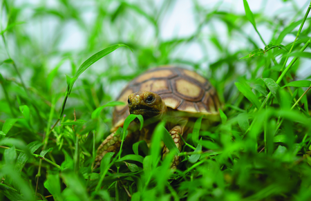 turtleの写真素材