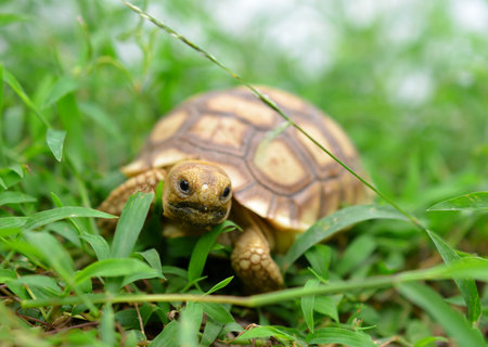 turtleの写真素材