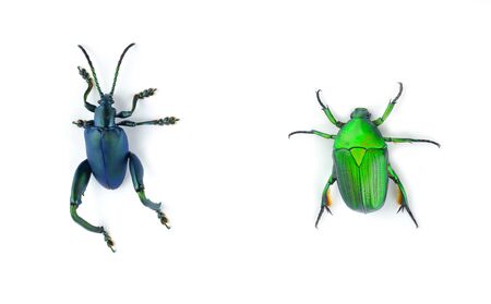 Green beetle isolated on white backgroundの写真素材